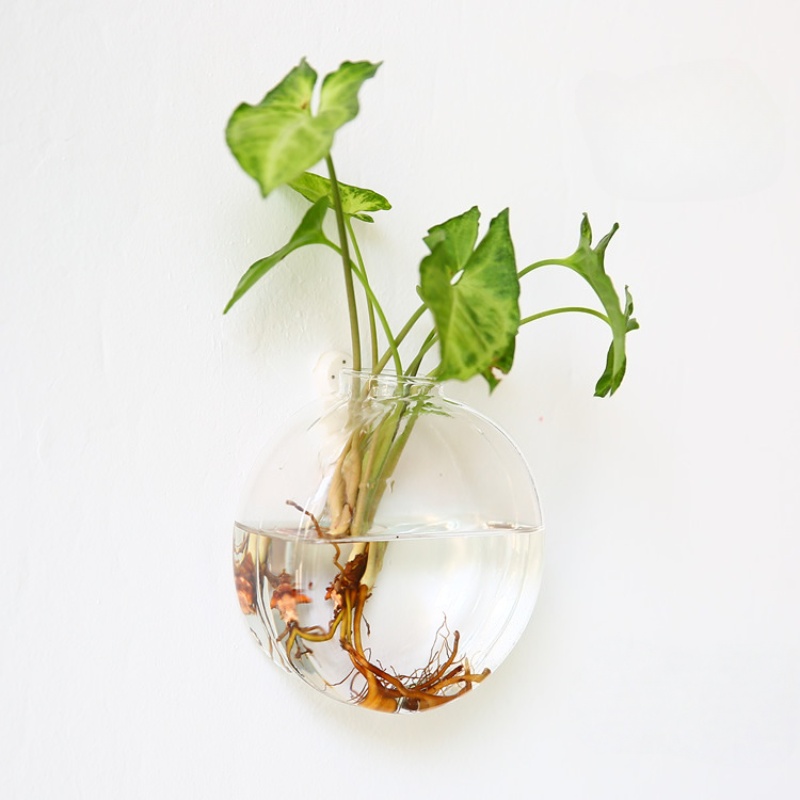 Wall Hanging Glass Terrarium - - Self-Watering Planter 评论和价格